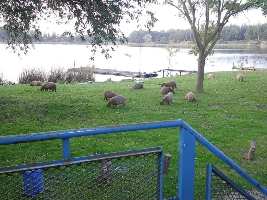 Coronavirus, Argentina, carpinchos en Laguna de los Padres, Mar del Plata