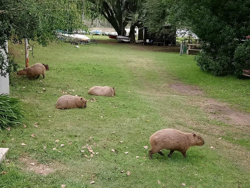 Coronavirus, Argentina, carpinchos en Laguna de los Padres, Mar del Plata