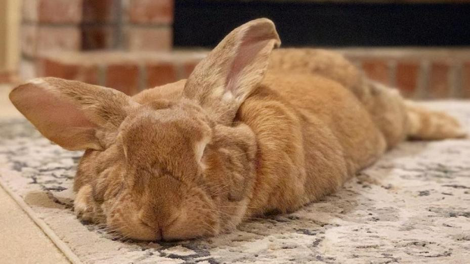 Conejo gigante, viral en redes