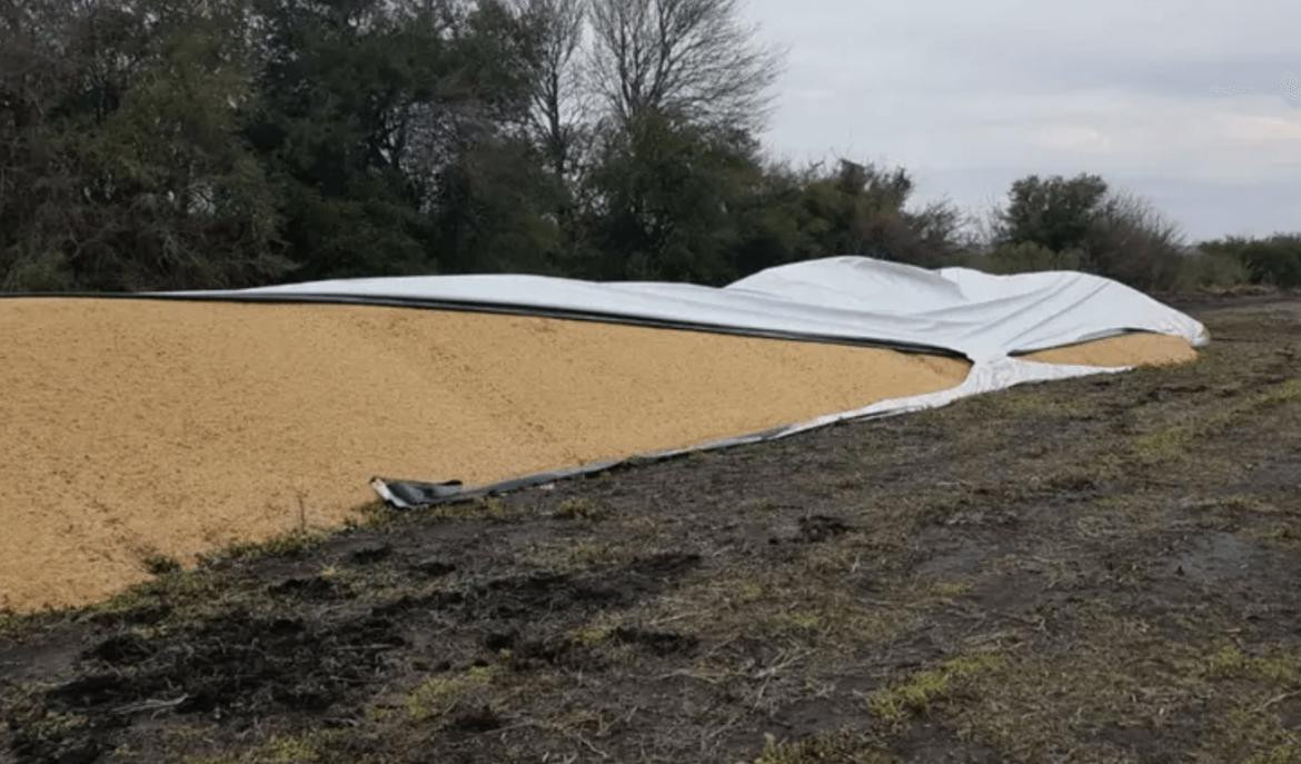 Los granos se mojaron con la lluvia, lo que implicó más pérdidas para el productor, vandalismo rural