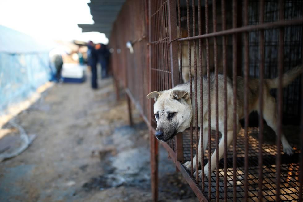 Perros, Camboya