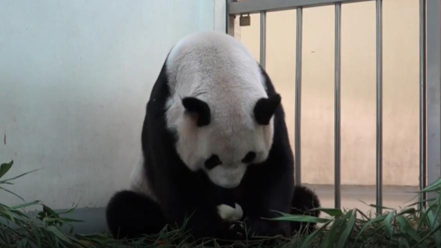 Oso panda