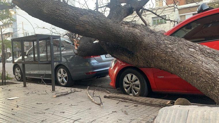 Cayó un añoso árbol y dañó dos autos en Córdoba, Fotos Cadena 3