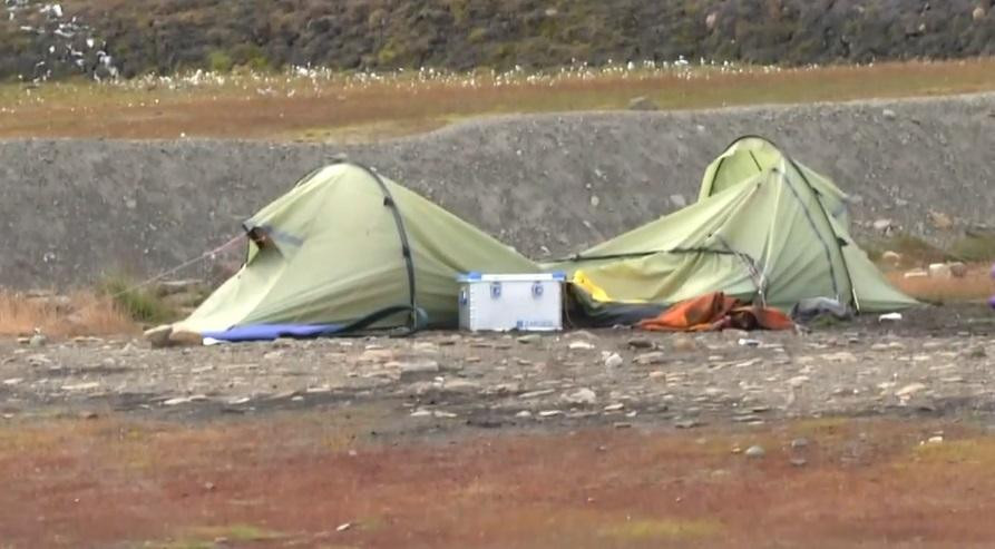 Un oso polar mata a un hombre durante el ataque a un campamento en Noruega, EURONEWS