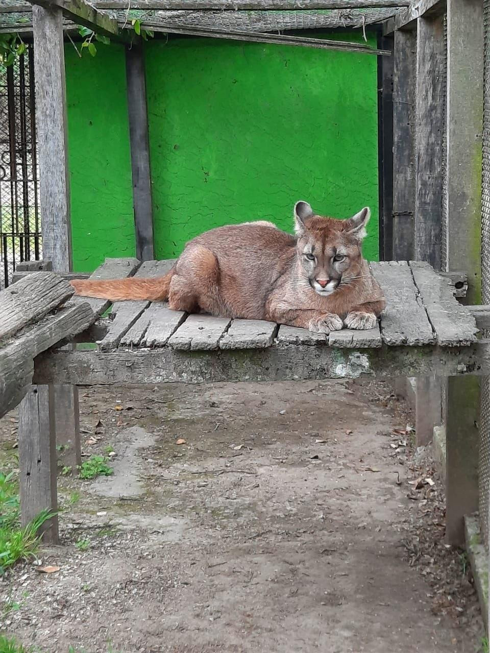 Puma perdido en Berazategui 1