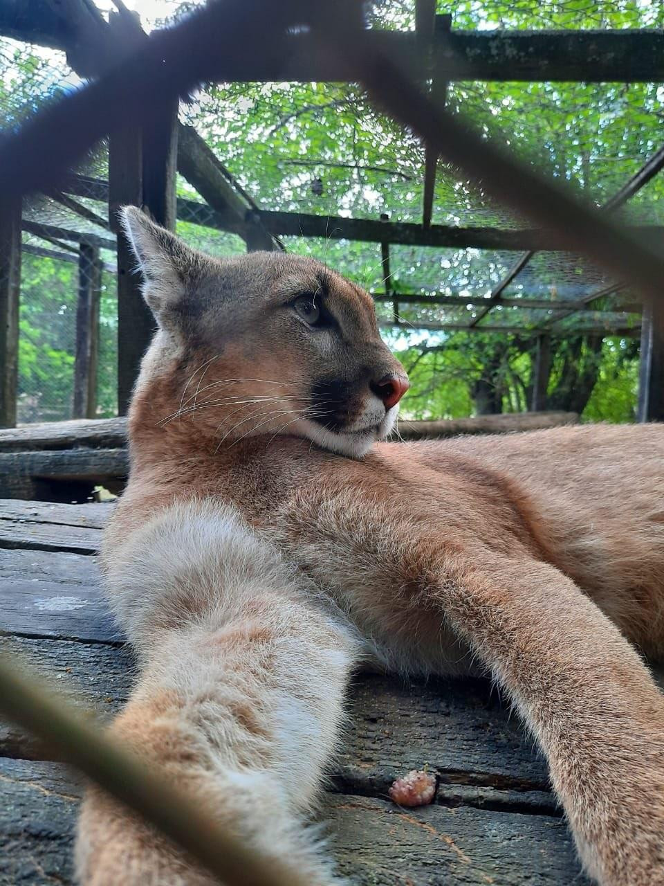 Puma perdido en Berazategui 2