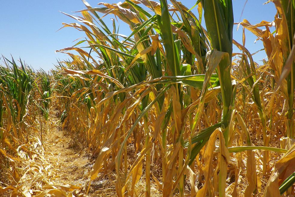 Plantación de maíz, campo, foto NA