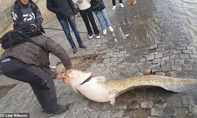 Pescador Captura a enorme bagre en París  