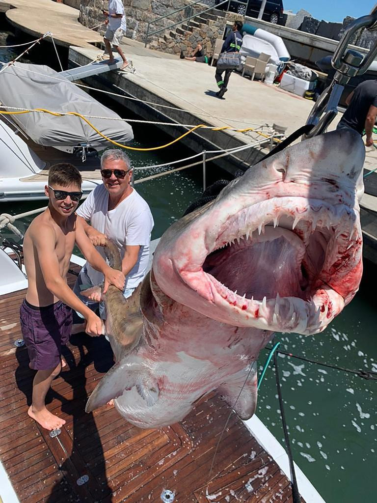 Pescaron otro tiburón en Punta del Este y crece la polémica porque es una especie amenazada