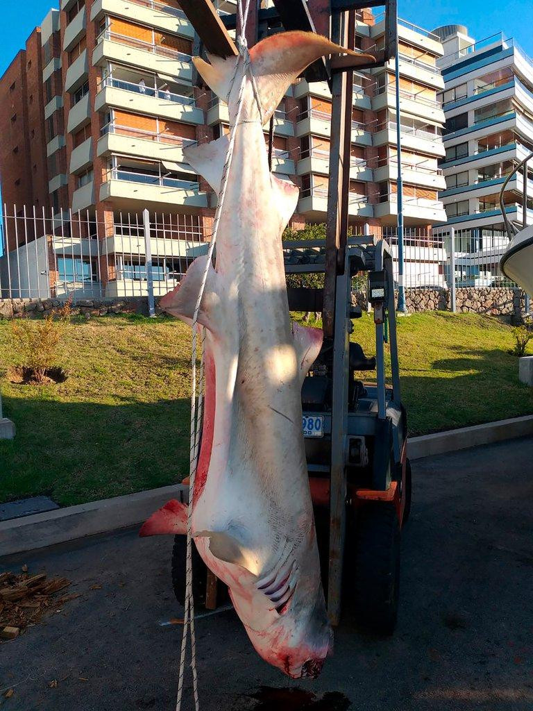 Pescaron otro tiburón en Punta del Este y crece la polémica porque es una especie amenazada