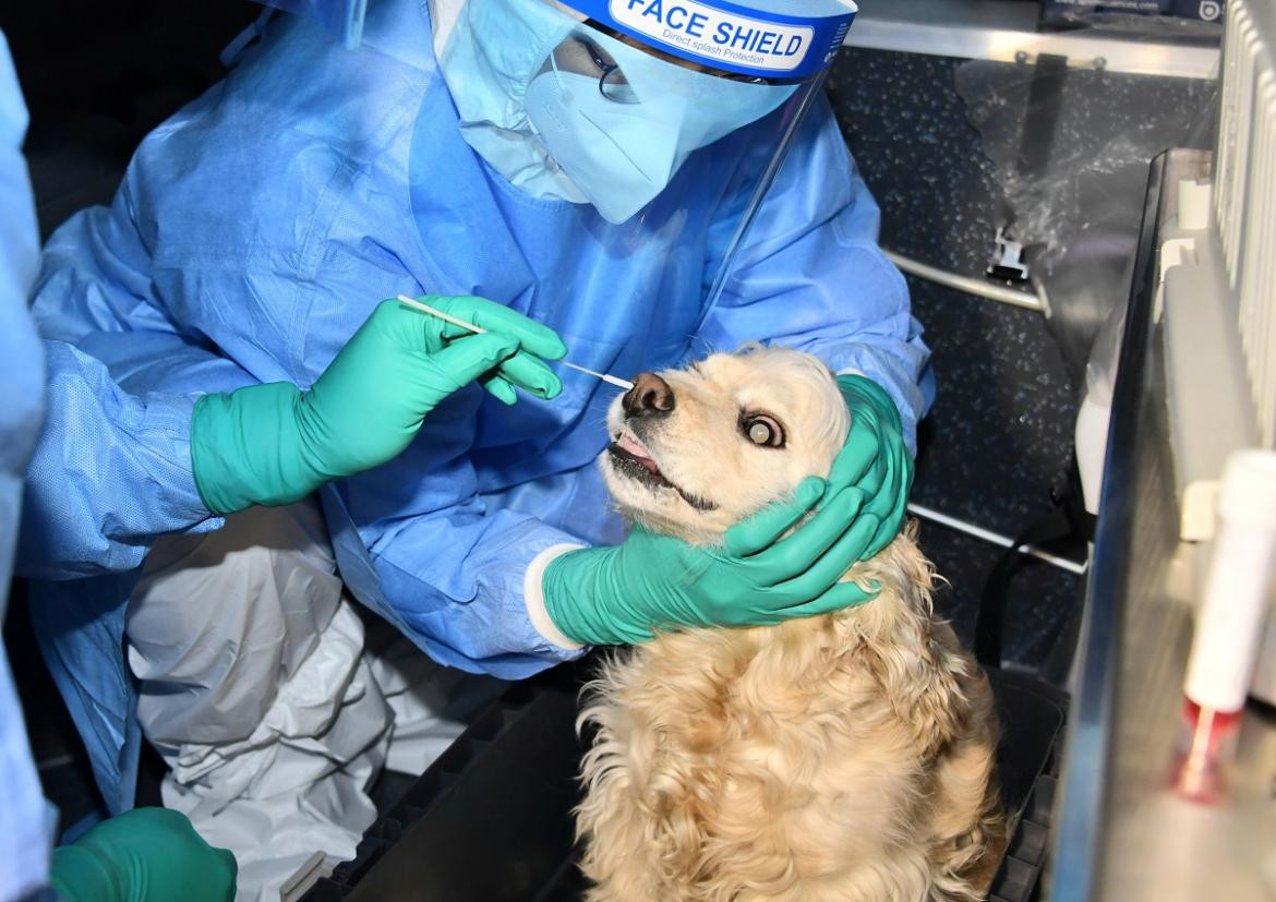 Testeo a animales en Corea del Sur, Reuters.