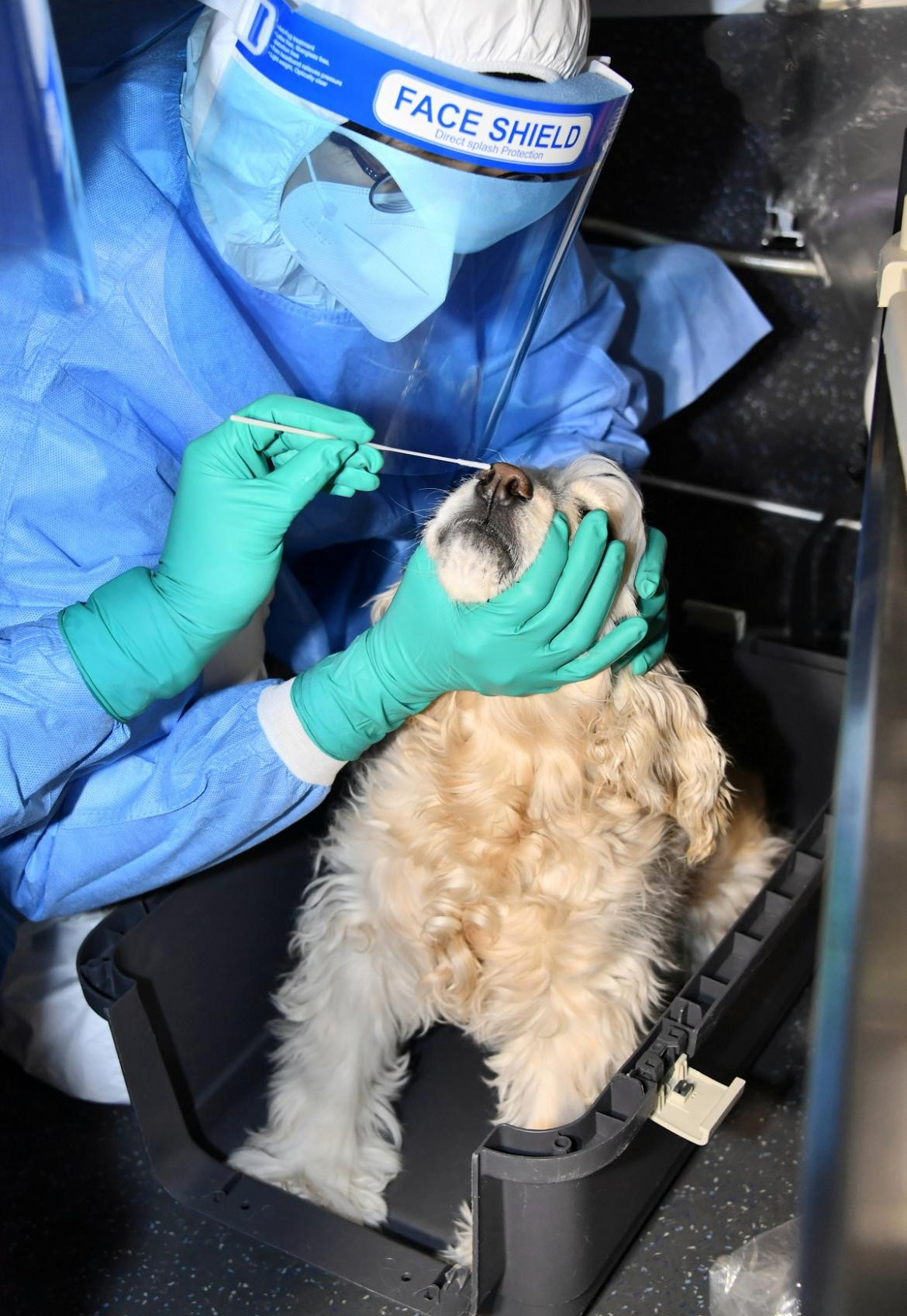 Testeo a animales en Corea del Sur, Reuters.