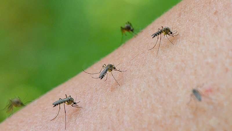 Invasión mosquitos, Ciudad de Buenos Aires