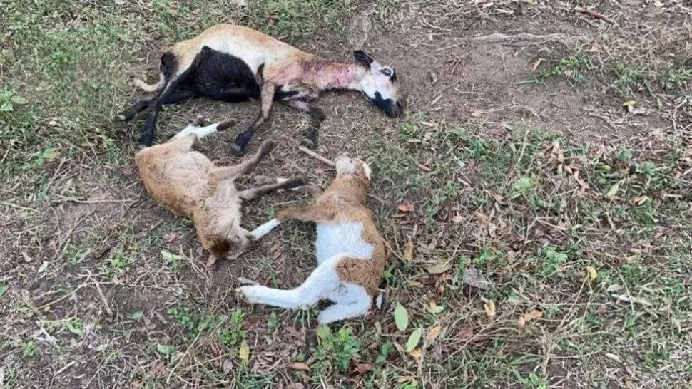 Misterioso ataque a un ganado: dueño de la granja cree que es obra del 