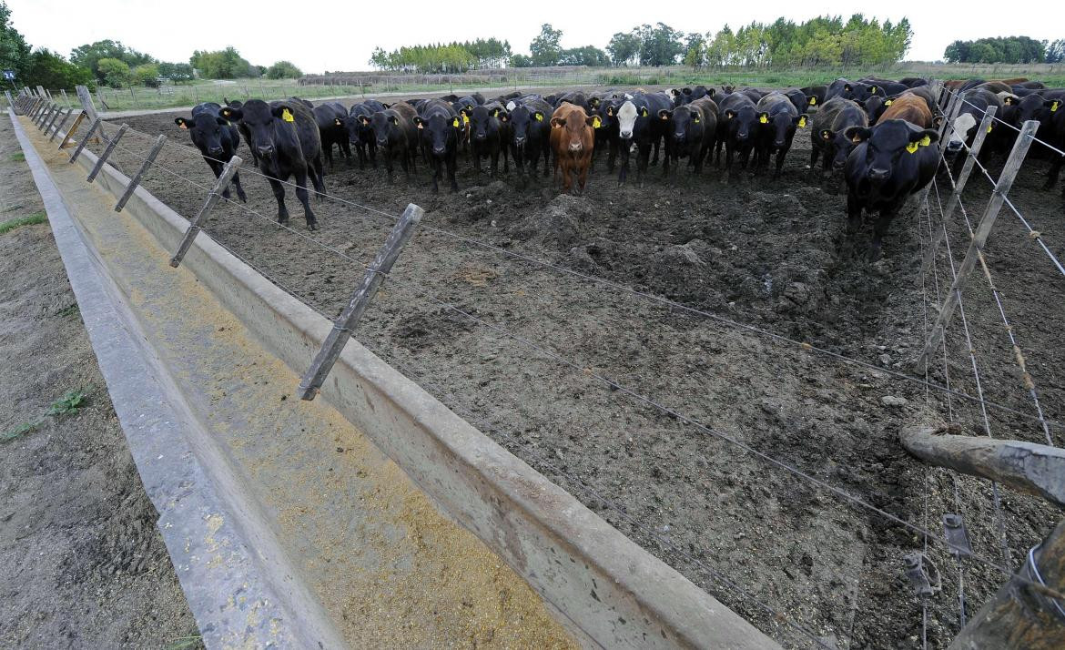 Ganado de feedlot, campos robados, NA