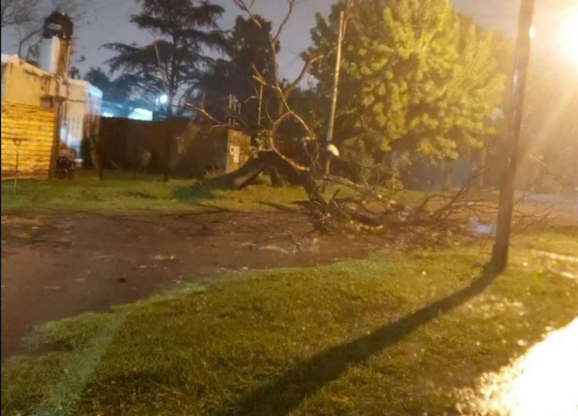 Tragedia en Merlo, murió aplastado por un árbol