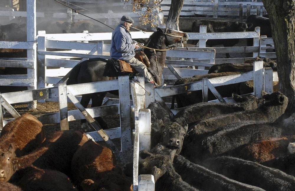 Mercado de Hacienda de Liniers, cabezas de ganado, campo, carne, NA