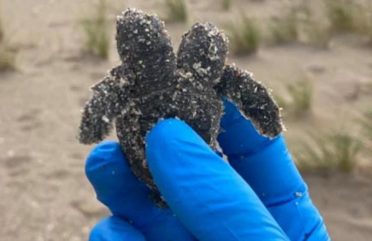 Hallan tortugas mutantes con dos cabezas en la playa