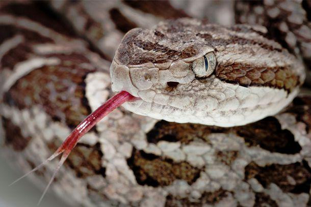 Identifican en Brasil sustancia de veneno de serpiente con acción sobre covid