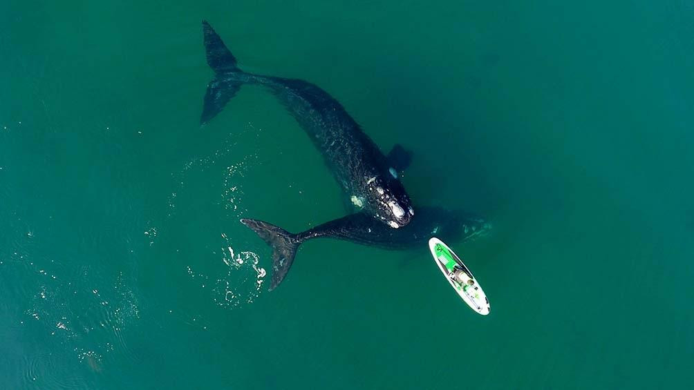 Ballenas en Puerto Madryn, foto Maxi Jonas