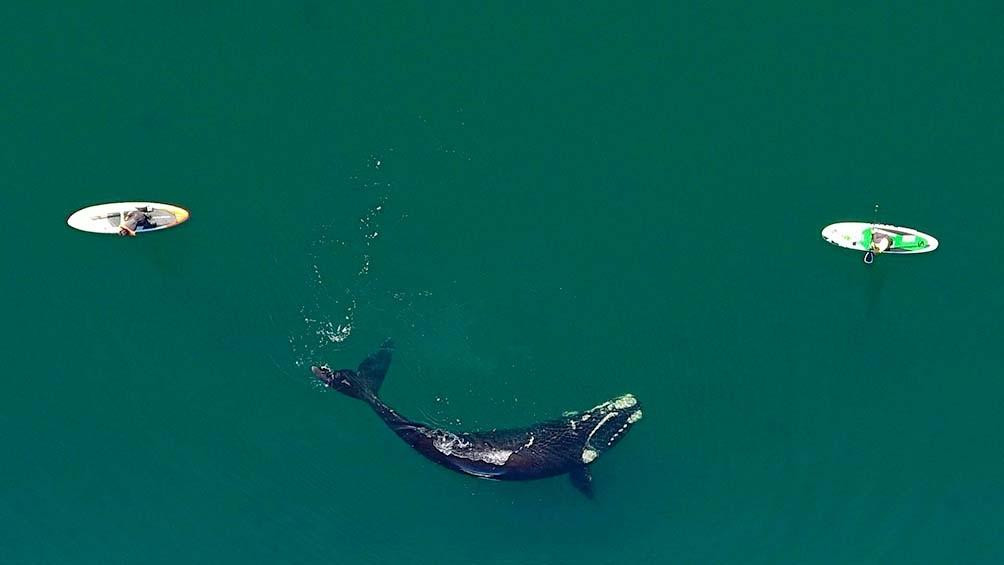 Ballenas en Puerto Madryn, foto Maxi Iglesias