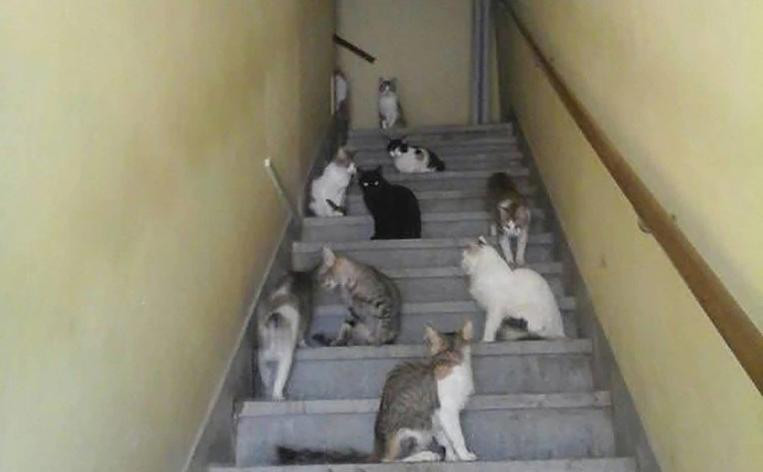 Casa abandonada con gatos y perros, La Plata