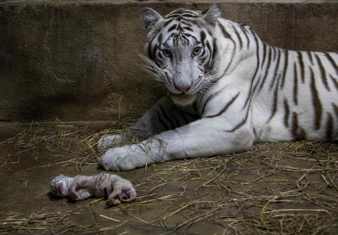 Nacen tres crías de tigre de bengala en el Zoo de Managua, EFE