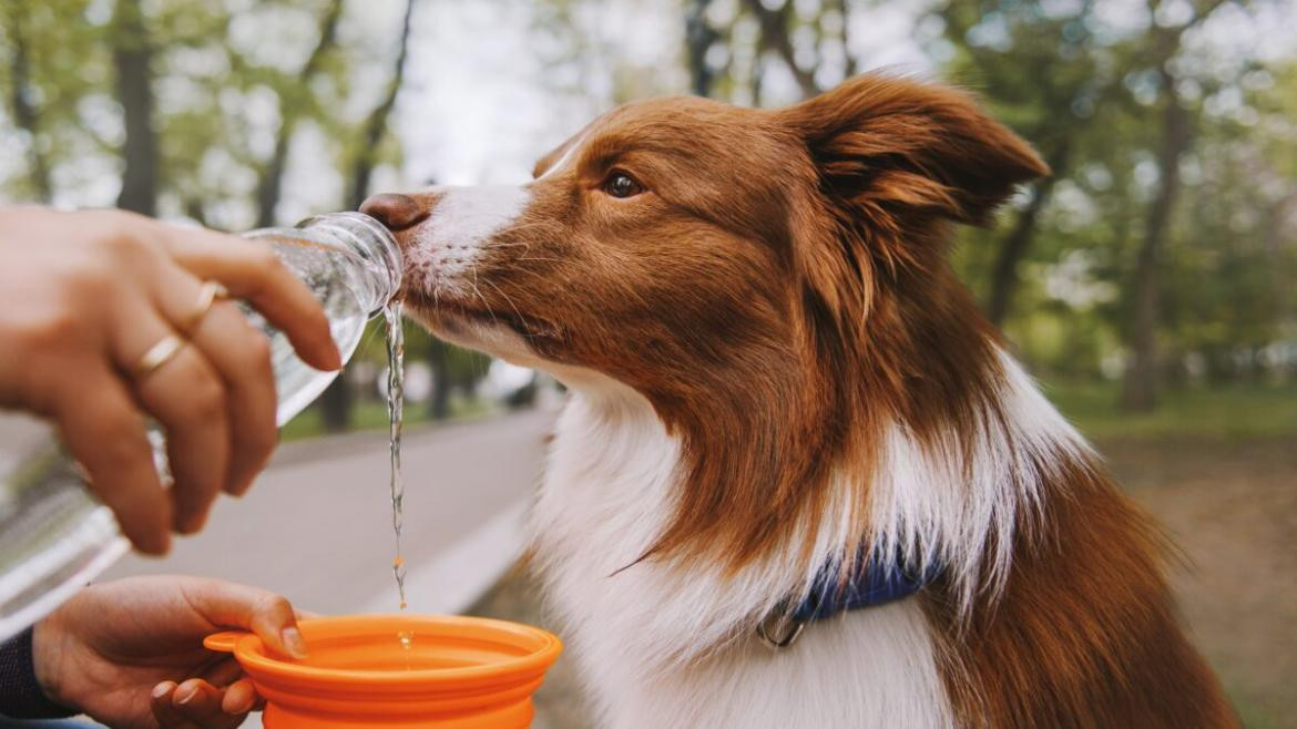 Golpe de calor en las mascotas