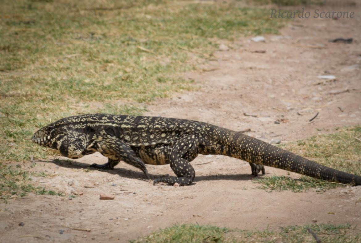 Lagarto Overo, Foto: Ricardo Scarone