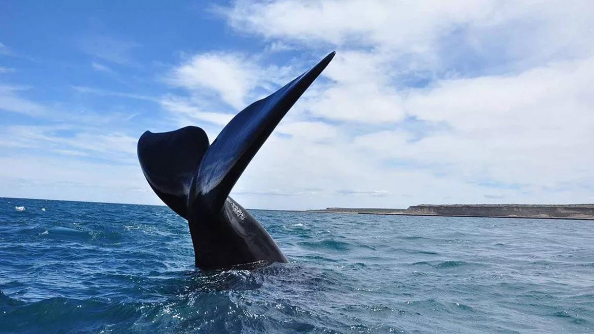 Ballenas en Península Valdés