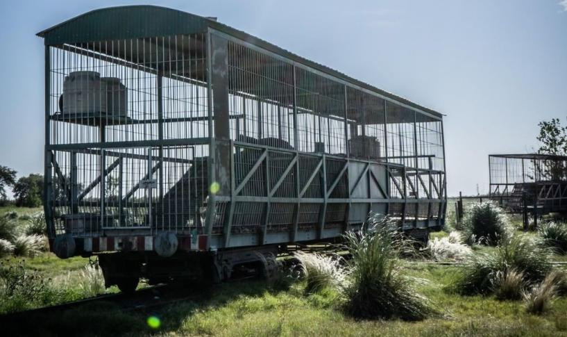 Cuatro tigres de Bengala abandonados, foto NA