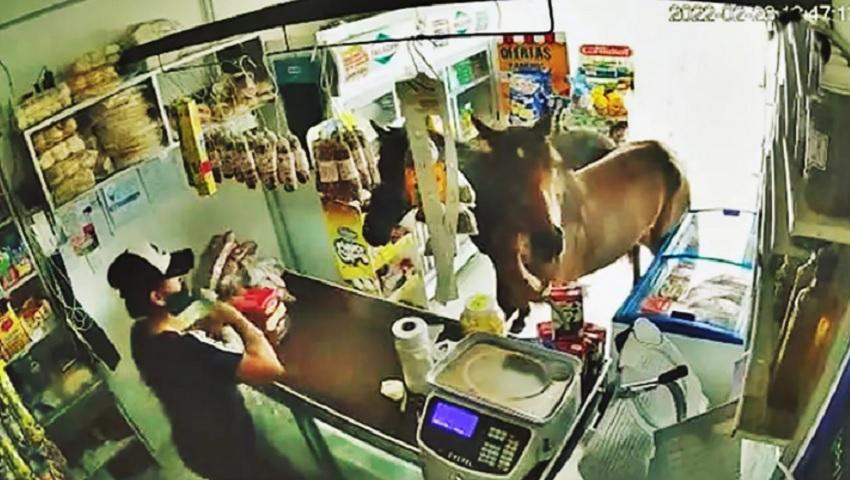 Dos caballos entraron a un kiosco en Córdoba y se comieron todo