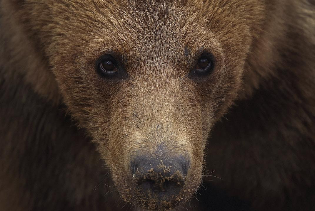 Oso en el zoológico de Kiev