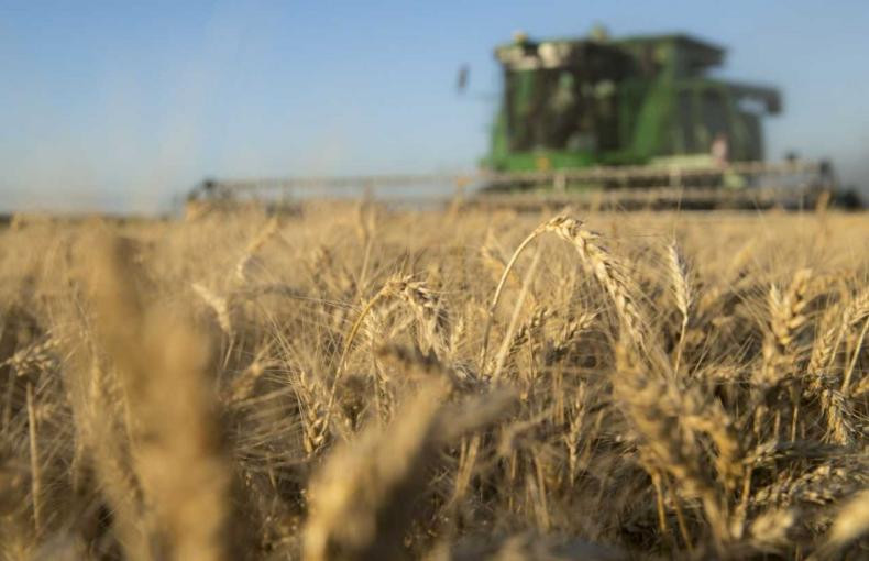 Alimentos, campo, foto NA