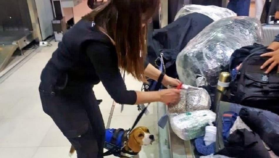 Ezeiza: detuvieron a un hombre cuando iba a viajar a España con 8,6 kilos de cocaína