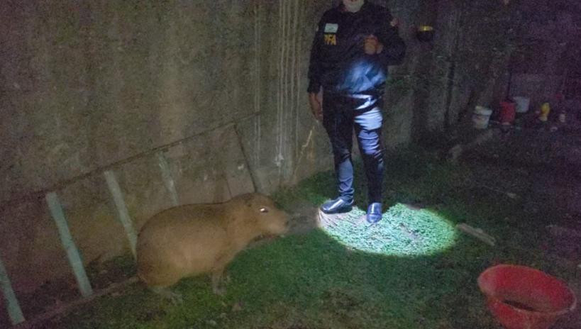 Rescate de carpincho en Villa Soldati, foto NA