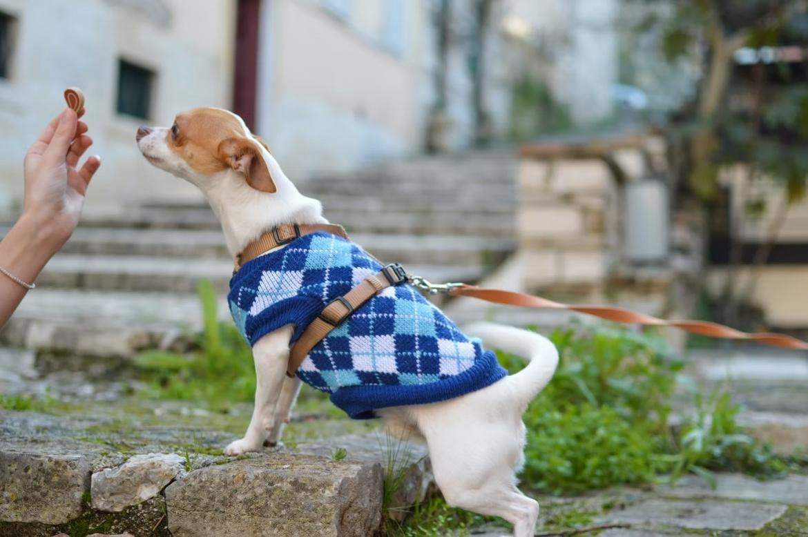 Perro con vestimenta.