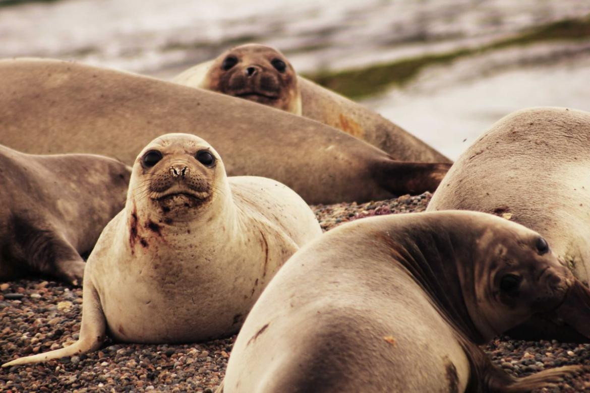 Fauna Chubut Foto gentileza Turismo de la Nación