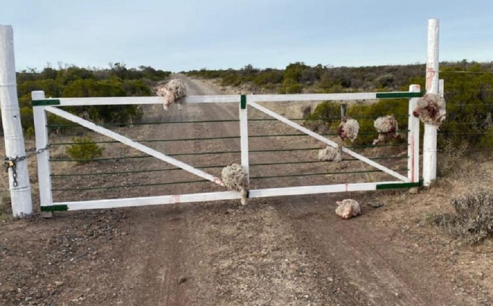 Robo en Chubut, cabezas de ovejas en tranquera, NA