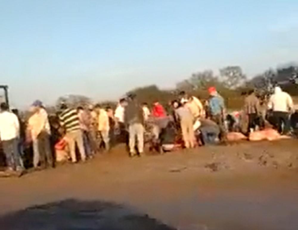 Volcó camión con vacas y los vecinos las faenaron, foto captura de video