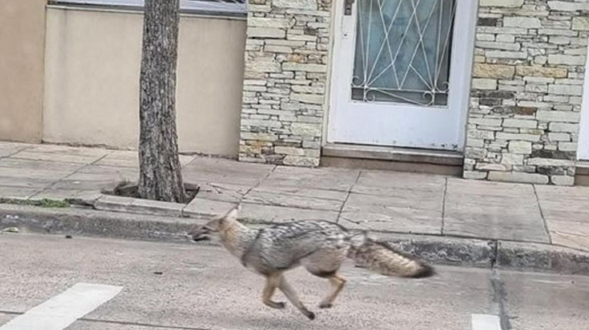 Zorro corriendo por Mataderos. Foto: NA.