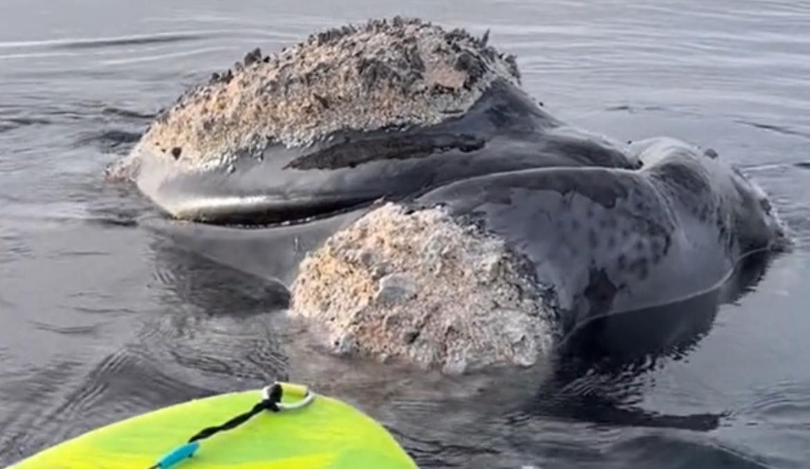 Ballena en Puerto Madryn. Foto: captura de video.