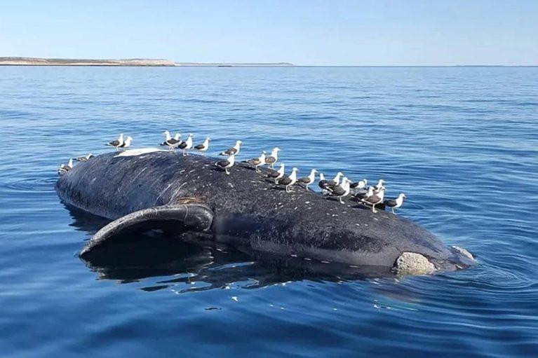 Ballenas en Puerto Pirámides. Foto: Twitter @gloriallopiz