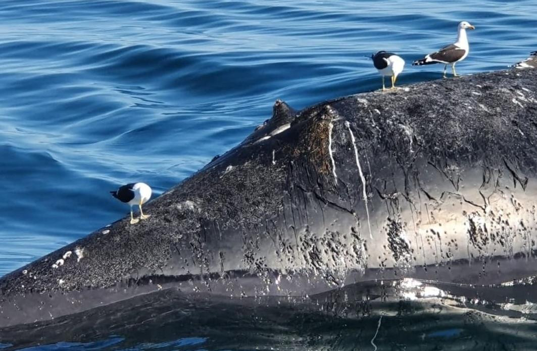 Ballenas en Puerto Pirámides. Foto: Twitter @gloriallopiz