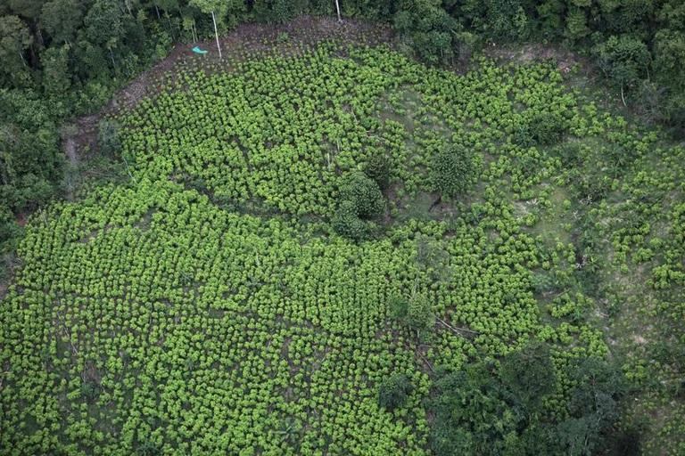 Cultivos de coca en Colombia. Foto: REUTERS.