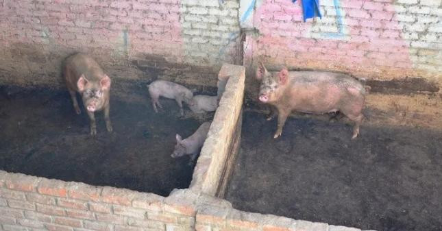 Avanza la investigación del hombre devorado por los chanchos en General Rodríguez. Foto: NA.