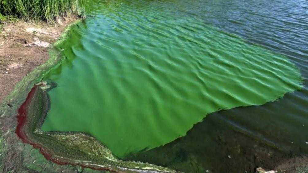 Alerta por cianobacterias en aguas. Foto: archivo Télam