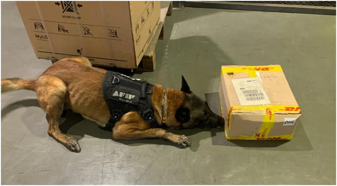 Un perro detectó la presencia de la droga en la encomienda. Foto: AFIP.