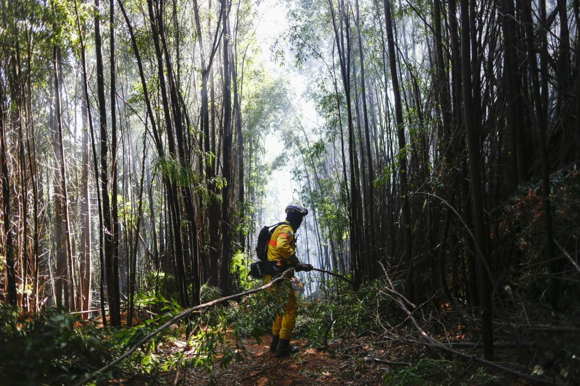 Incendios en Chile: la UE se suma a la lucha contra el fuego que ya se cobró más de 20 vidas. EFE	