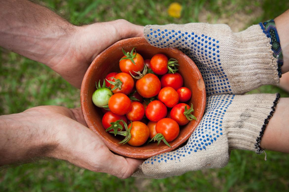 Tomate orgánicos. Foto: Unsplash, Elaine Casap.